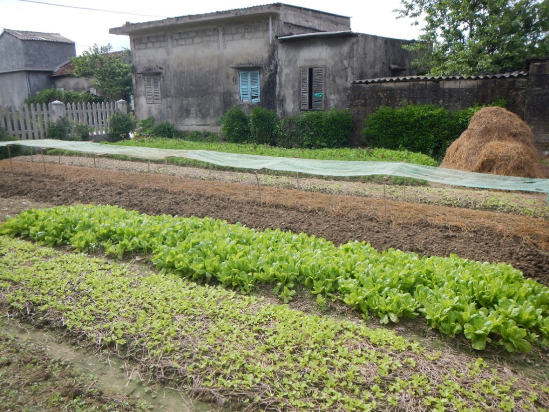 ベトナム中部の野菜畑は住宅地に近接していることが多い。有機性廃棄物の適正管理が持続的農業の鍵である。