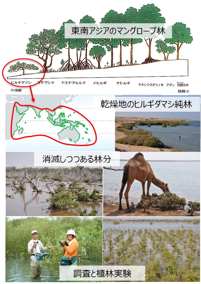 砂漠化するマングローブ林の再生と保全 取組事例 岡山大学 Sdgs